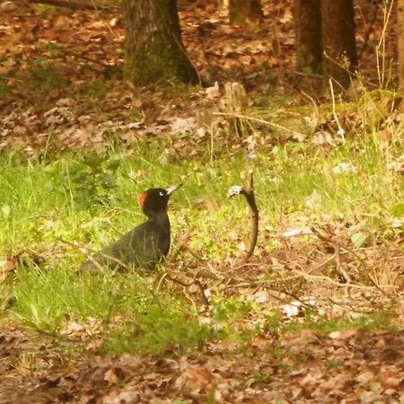 Wypoczynek Nad Bugiem Séjour à la ferme