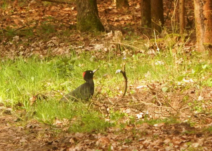 Wypoczynek Nad Bugiem Gospodarstwo agroturystyczne